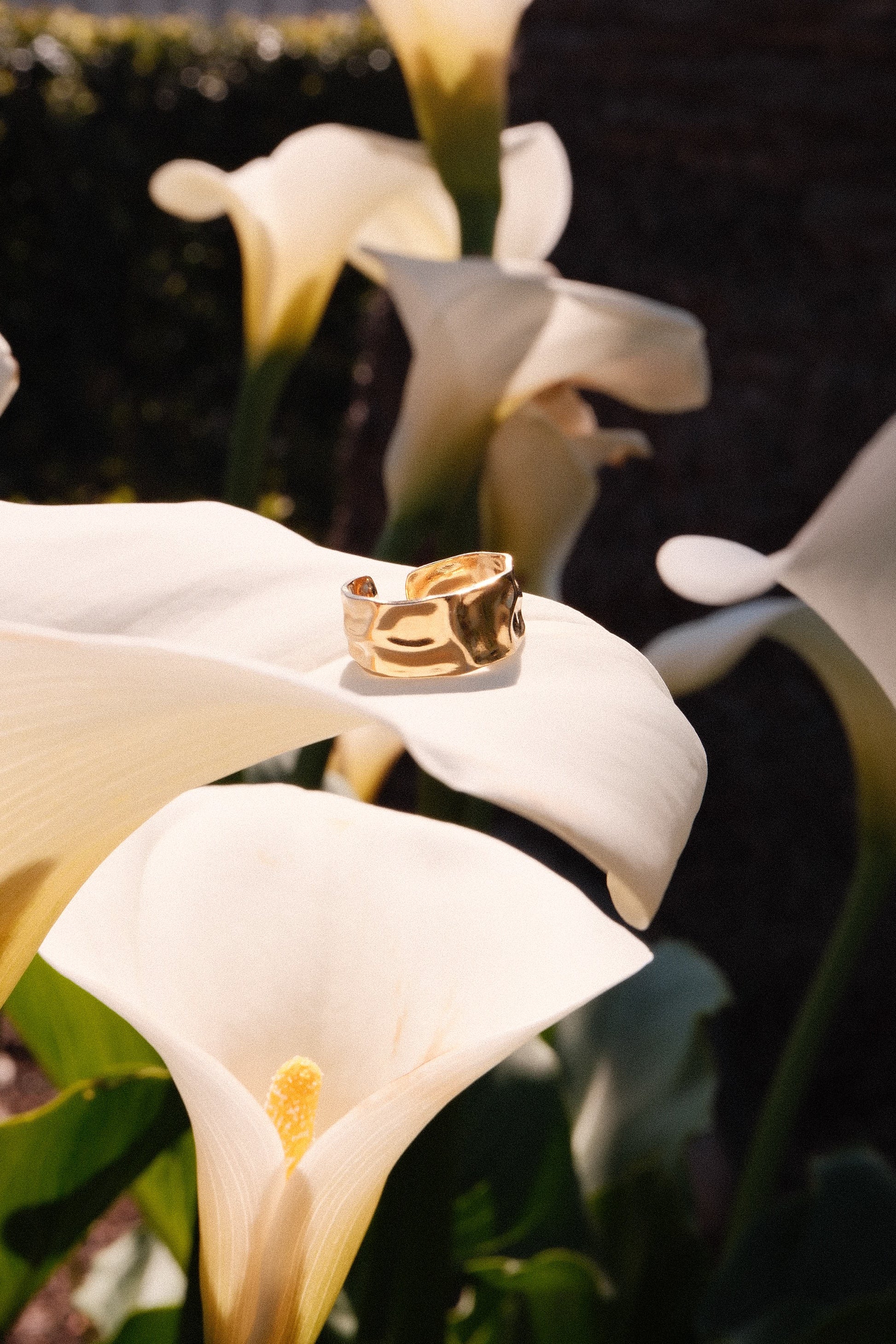 White lilies with a gold ring on a dark background